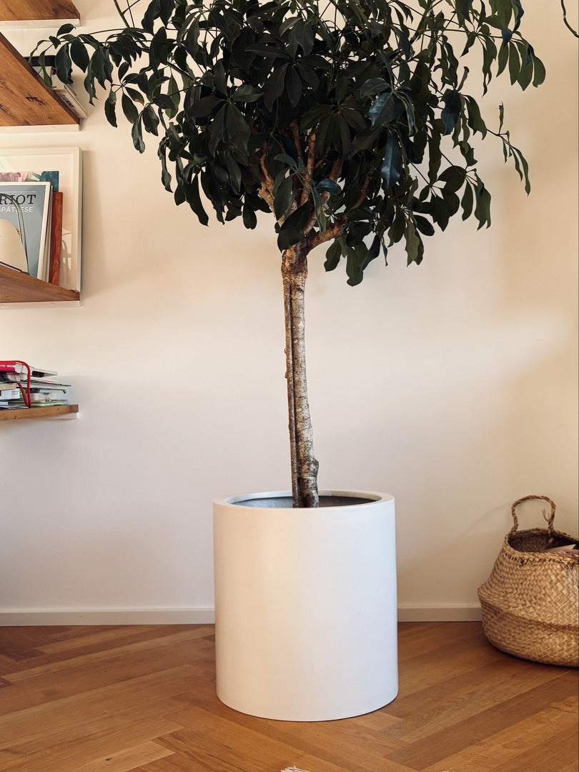 Pflanzkübel Fiberglas zylindrisch D40xH40cm perlmutt weiß mit Schefflera als Hochstamm im Wohnraum auf Fischgrätparkett