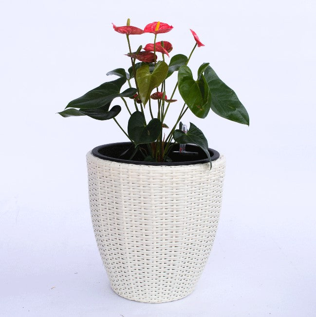 Elegant Einrichten | Pflanzkübel  | Polyrattan | rundkonisch | D37xH37cm | creme weiß.
