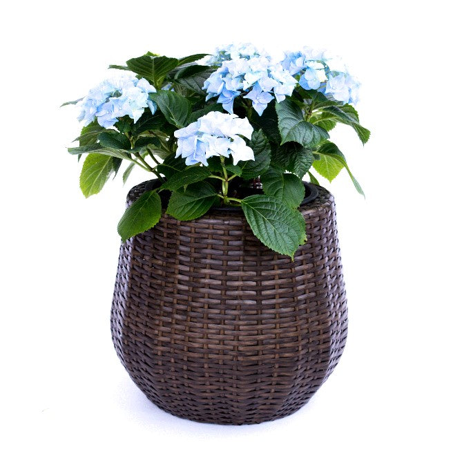 Runder bauchiger Pflanzkübel aus Polyrattan in Mocca mit blau blühender Hortensie vor weißem Hintergrund