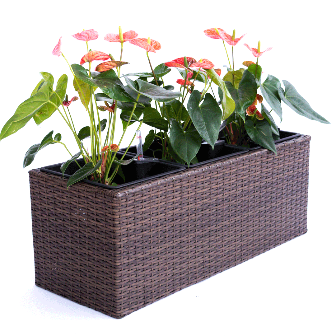 Rechteckiger Pflanzkübel aus Polyrattan in Mocca mit drei schwarzen Einsätzen und rosa blühenden Anthurien