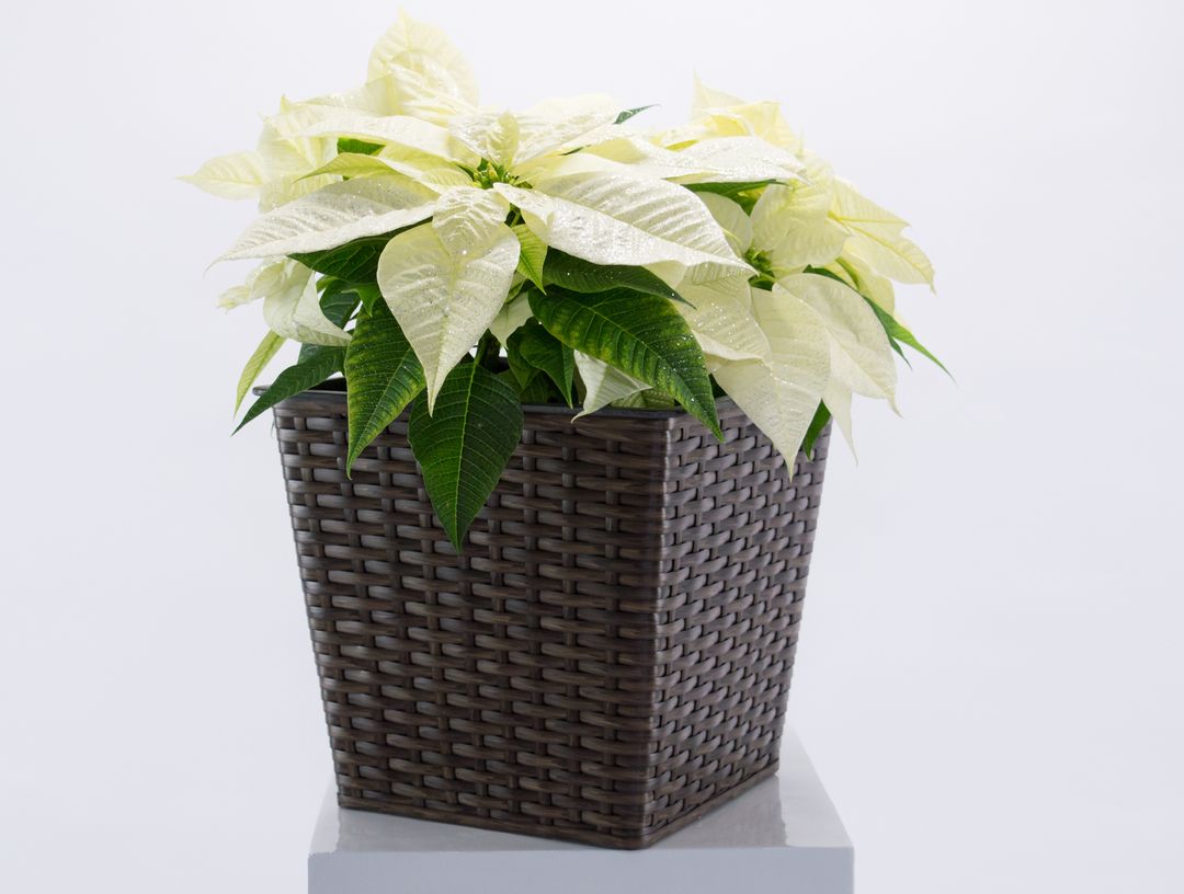 Quadratisch konischer Pflanzkübel aus Polyrattan in Mocca mit weißem Weihnachtsstern auf einem weißen Sockel