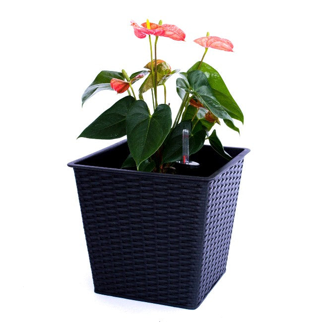 Quadratischer konischer Pflanzkübel aus Polyrattan in Schwarz mit rosa blühender Anthurie und Wasserstandsanzeiger