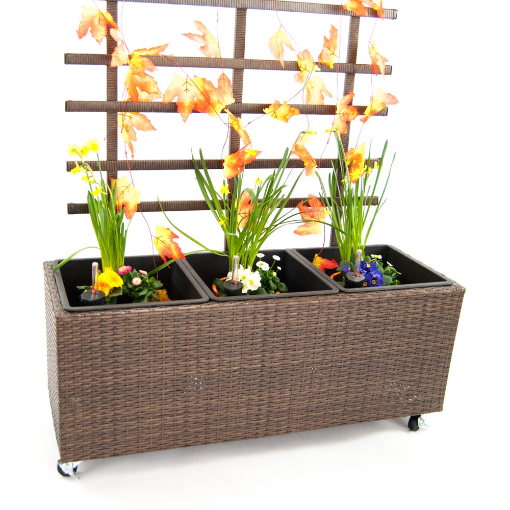 Rechteckiger Pflanzkübel aus Polyrattan in Mocca mit Rankgitter, drei Einsätzen mit Frühlingsblumen und Rollen