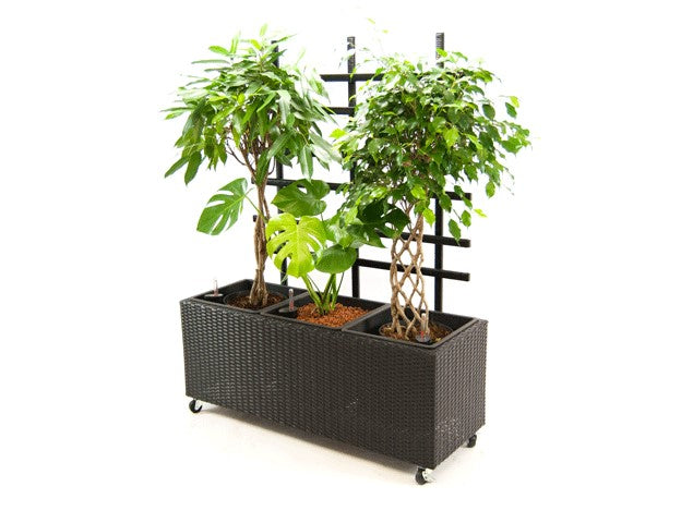 Schwarzer Pflanzkübel aus Polyrattan mit Rankgitter und Rollen, bepflanzt mit zwei Bäumchen und einer Monstera